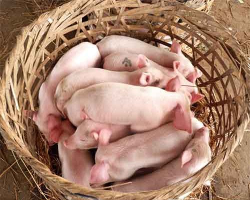 Thú vị chợ heo ‘độc nhất’ Việt Nam