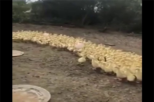 Clip: Đàn vịt xếp hàng ngay ngắn khi nghe 'điều lệnh'