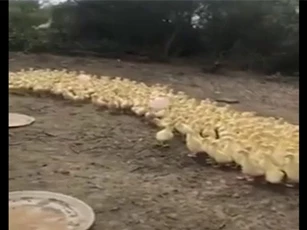 Clip: Đàn vịt xếp hàng ngay ngắn khi nghe 'điều lệnh'
