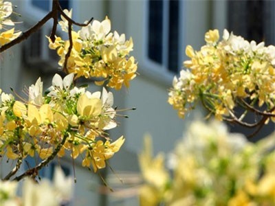 Điều ít ai biết về cây bún có hoa rất đẹp ở VN