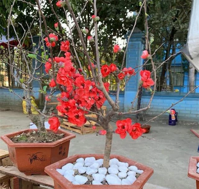 Hoa mai đỏ của Trung Quốc cũng có vẻ đẹp riêng, giá thành rẻ đên được nhiều người yêu thích.