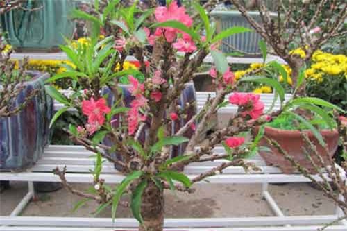 Đào thất thốn giả, mai đỏ Trung Quốc trên thị trường hoa Tết Việt