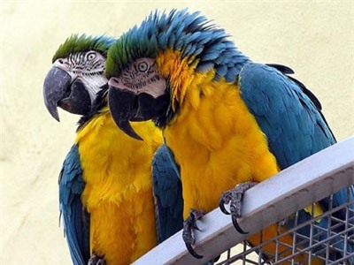 Top 10 động vật sống lâu nhất thế giới