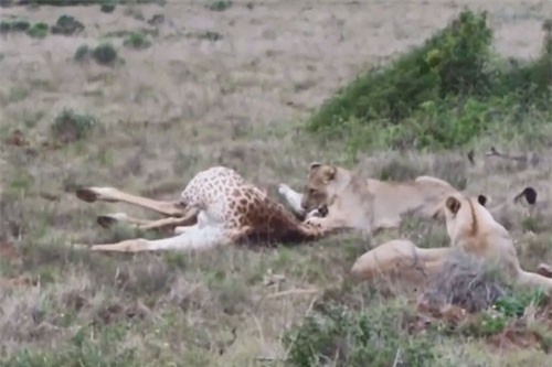 CLIP: Sư tử săn hươu cao cổ trong ‘chớp mắt’