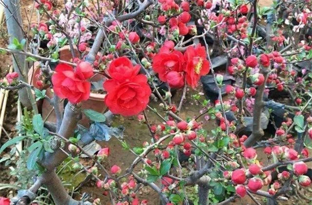 Hoa mai đỏ có giá thành rất rẻ, có thể dùng để trưng nhà cửa như quất bonsai.