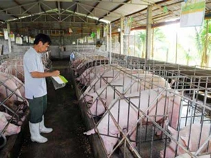Ngăn chặn dịch bệnh động vật dịp Tết Nguyên đán