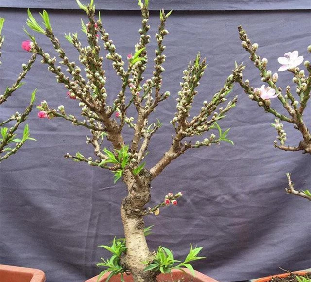 Những cây đào thất thốn mini có kích thước nhỏ, hoa nở sai và thường dễ nhầm lẫn với đào thất thốn tiến vua đắt tiền. Những cây đào thất thốn mini có kích thước nhỏ, hoa nở sai và thường dễ nhầm lẫn với đào thất thốn tiến vua đắt tiền.