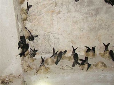 Đại gia chi trăm triệu vẫn mua phải yến huyết rởm biếu Tết