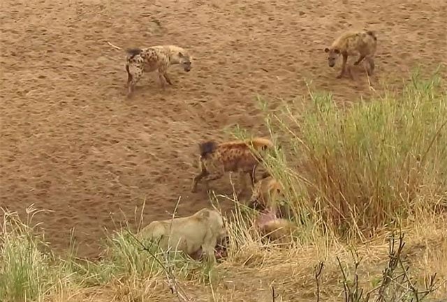 CLIP HOT (4/2): Sư tử bị bầy linh cẩu ‘đánh hội đồng’, con tàu xé đôi dòng sông băng