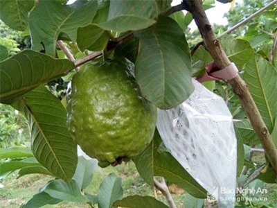 Ổi, táo 'cháy hàng', vụ Tết nông dân thu hàng chục triệu