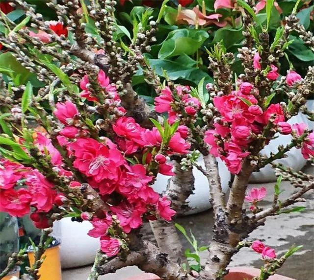 Đào thất thốn mini có nguồn gốc từ Trung Quốc có giá thành rất rẻ từng gây sốt thị trường hoa Tết trong vài năm qua.