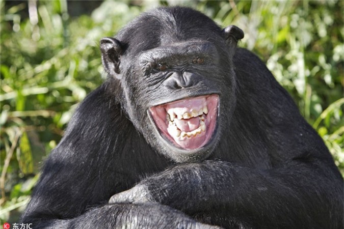 Với nụ cười tươi tắn và đáng yêu, các chú khỉ khiến bạn không thể nào mà không muốn cười theo. Các bạn sẽ không thể cưỡng lại được sự hài hước và vui nhộn trong bức ảnh này.