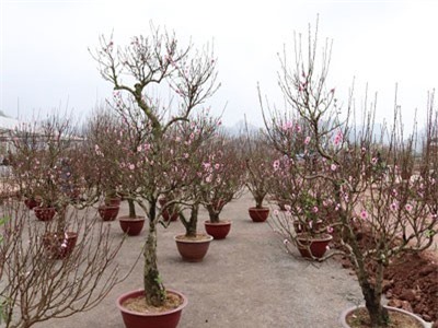 Sơn La: Trồng đào thế bán tết, thu lãi trên 120 triệu đồng