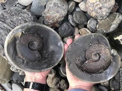 Phát hiện hóa thạch quý hiếm 185 triệu năm tuổi tại Anh