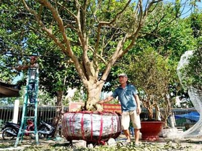 'Điểm danh' những cây mai 'khủng' nhất Tết Kỷ Hợi 2019