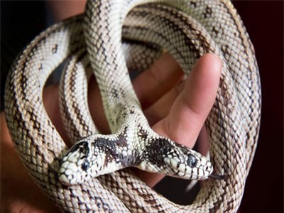 Những con vật có hình dáng kì quái nhất thế giới