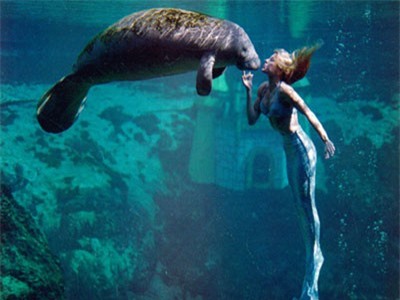 Điều kinh ngạc về lợn biển 'tiên cá ngoài đời thực'