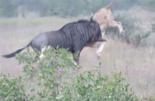 CLIP HOT (6/2): Sư tử bị linh dương đầu bò húc suýt chết, nấm xào bông bí tàu hủ chống ngấy ngày Tết