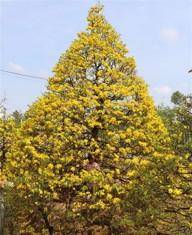 Chiêm ngưỡng những gốc mai vàng tiền tỷ bung sắc đón xuân - 5