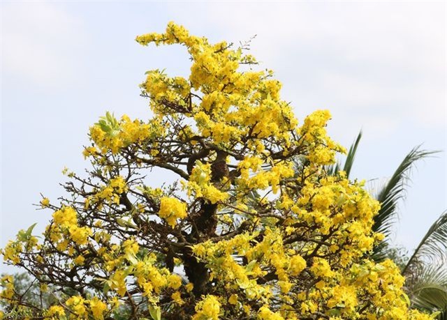 Chiêm ngưỡng những gốc mai vàng tiền tỷ bung sắc đón xuân