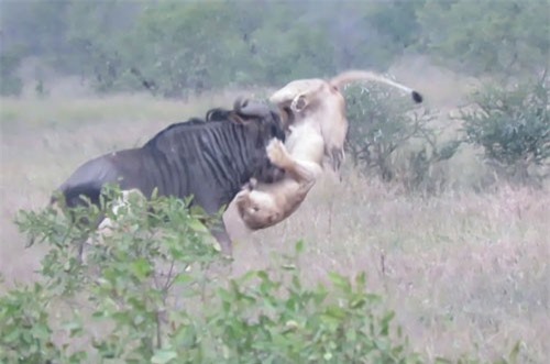 CLIP: Sư tử bị linh dương đầu bò húc ‘tơi bời khói lửa’