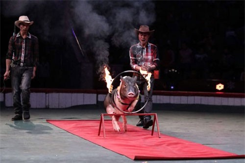 CLIP HOT (7/2): Lợn Móng Cái trổ tài nhảy qua vòng lửa, người đàn ông bị rắn cắn gần 4.000 lần