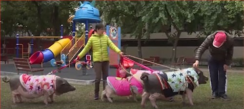 CLIP: Nuôi 4 con lợn trong nhà như thú cưng