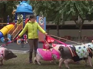 CLIP: Nuôi 4 con lợn trong nhà như thú cưng