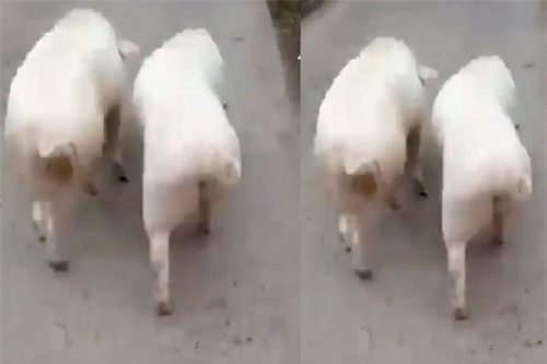 CLIP HOT (8/2): Lợn đi catwalk cực chuyên nghiệp, kéo tàu thủy nặng nhất bằng răng