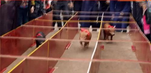 CLIP: Độc đáo với màn đua lợn ngày đầu năm mới