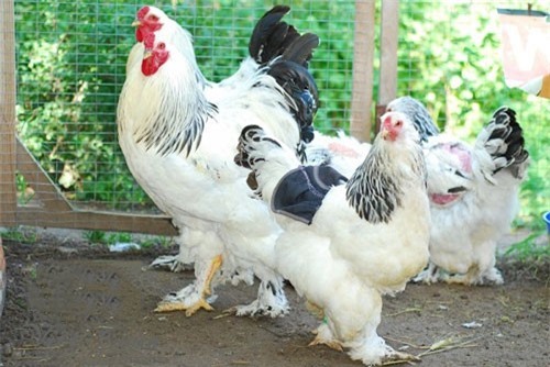 CLIP: Nuôi gà kỳ lân khổng lồ giá chục triệu đồng