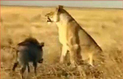 CLIP: Hài hước với cảnh sư tử bỏ chạy vì bị lợn rừng nhỏ tấn công