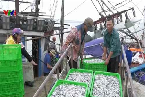 Ngư dân Quảng Trị phấn khởi đón "lộc" cá cơm đầu năm