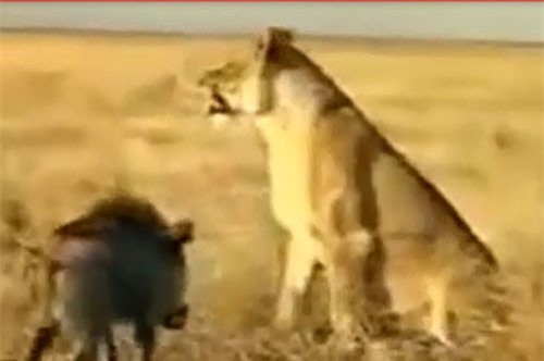 CLIP HOT (9/2): Sư tử chạy trối chết vì bị lợn rừng nhỏ tấn công, màn đua lợn ngày đầu năm mới