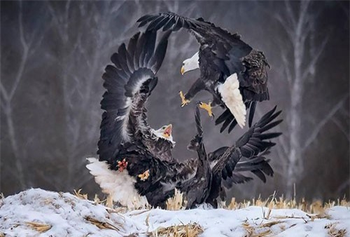 Những bức ảnh ấn tượng của Giải thưởng nhiếp ảnh 2019