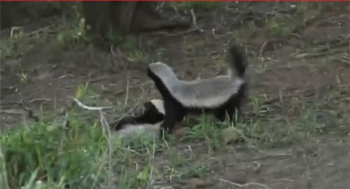 CLIP: Báo hoa mai tháo chạy khi gặp lửng mật 