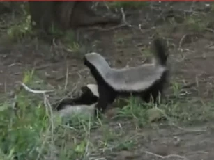 CLIP: Báo hoa mai tháo chạy khi gặp lửng mật