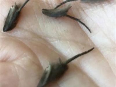 Xôn xao hình ảnh những sinh vật lạ như sinh vật ngoài hành tinh