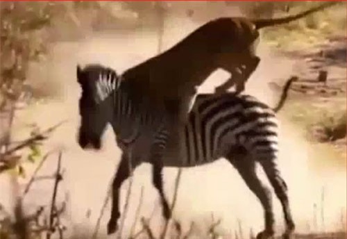 CLIP: Ngựa vằn kéo lê sư tử, thoát chết thần kỳ