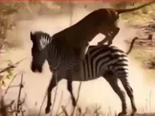 CLIP: Ngựa vằn kéo lê sư tử, thoát chết thần kỳ