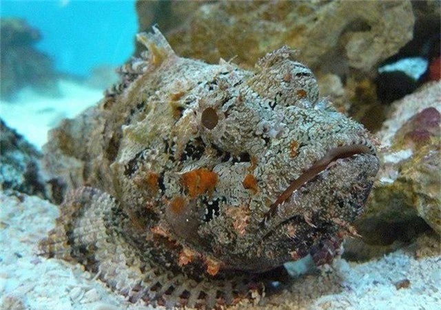 Cá mặt quỷ độc nhất thế giới bỗng xuất hiện ở bãi tắm đông người - 1