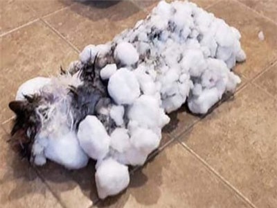 Chú mèo may mắn bất ngờ 'tái sinh' sau khi bị… đông cứng