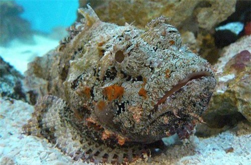 Cá mặt quỷ độc nhất thế giới bỗng xuất hiện ở bãi tắm đông người