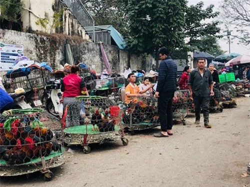 Việc buôn bán gia cầm không rõ nguồn gốc làm tăng nguy cơ nhiễm cúm gia cầm trên người. Ảnh: Báo NLĐ