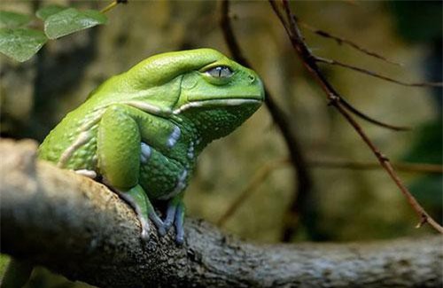 Kiểm tra chỉ số IQ của trẻ qua câu hỏi: “Con ếch ra khỏi giếng”