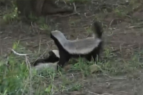 CLIP HOT (10/2): Báo hoa mai tháo chạy khi gặp lửng mật, toàn cảnh lễ khai hội chùa Hương 2019