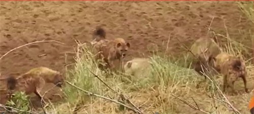 CLIP: Hai con sư tử giải cứu đồng loại khỏi bầy linh cẩu