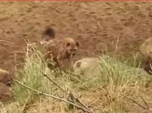 CLIP: Hai con sư tử giải cứu đồng loại khỏi bầy linh cẩu