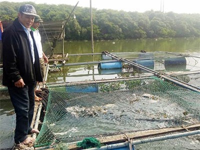 Thu tiền tỷ nhờ nuôi cá lồng bè, người dân xóm chài kéo dài ngày Tết