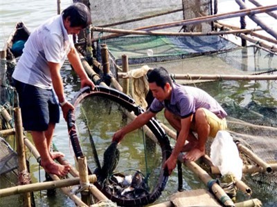 Dân ở đây ăn Tết to nhờ nuôi cá mú, cá vẩu, bán 300 ngàn/ký